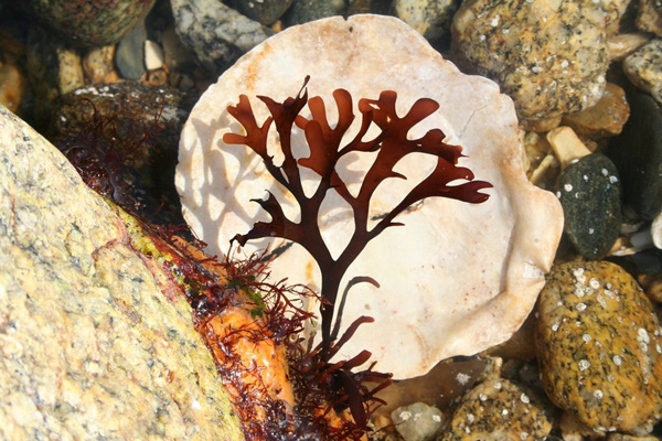 „La vie en rouge“ neboli genom ruduchy puchratky kadeřavé (Chondrus crispus)