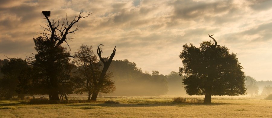 Solitéry