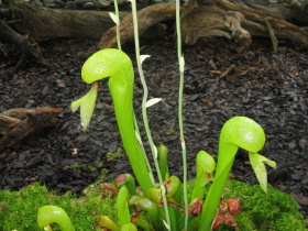 Darlingtonia californica