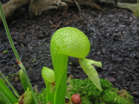 Darlingtonia californica