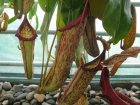 Nepenthes Miranda