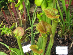 Sarracenia flava var. cuprea