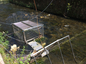 Monitoring migrace lososů (Kamenice, NP České Švýcarsko)Autor: J. Hradecký