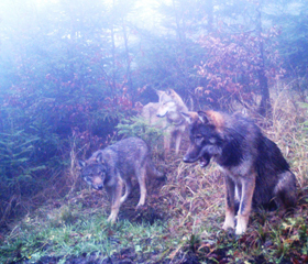 In this territory, the members of the Carpathian and Central European Lowland populations meet.