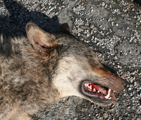 A wolf killed on D1 Highway in the Vysočina Region in spring 2017 illustrates the problems big mammals face in anthropogenically fragmented landscape.