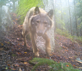 A camera trap photo of a wolf from the Pošumaví Region. (Hnutí DUHA environmental organisation). 