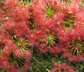 Drosera pygmea