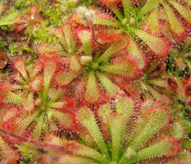 Drosera spathulata