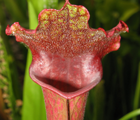 Sarracenia 'Juthatip Soper'