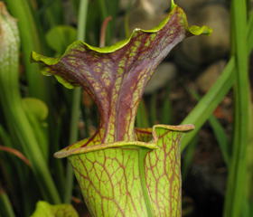 Sarracenia flava