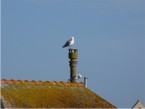 Quiberon