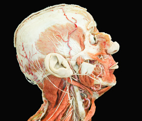 Nové plastináty umožní studentům fakulty prostudovat lidské tělo doslova do poslední cévy.