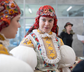 Sázení mořeny barvířské