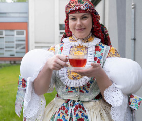Sázení mořeny barvířské
