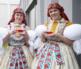 Sázení mořeny barvířské