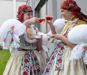 Sázení mořeny barvířské