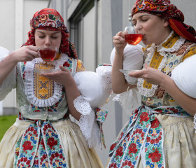 Sázení mořeny barvířské