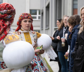 Sázení mořeny barvířské