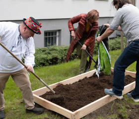 Sázení mořeny barvířské