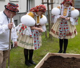 Sázení mořeny barvířské