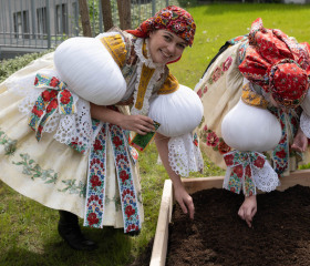 Sázení mořeny barvířské