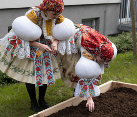 Sázení mořeny barvířské