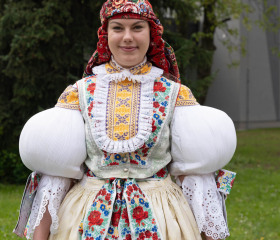 Sázení mořeny barvířské