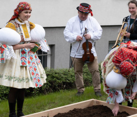 Sázení mořeny barvířské