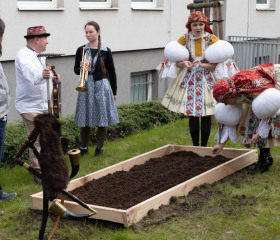 Sázení mořeny barvířské
