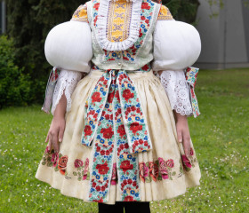 Sázení mořeny barvířské