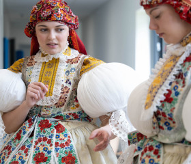Sázení mořeny barvířské