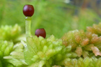 Detail tobolky rašeliníku (r. Sphagnum)