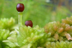 Detail tobolky rašeliníku (r. Sphagnum)