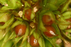 Drobný vzácný mech rodu Phascum, rostoucí na obnažené hlíně