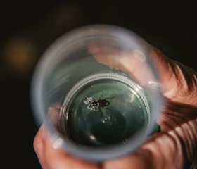 Jarní týden udržitelnosti na Ostravské univerzitě 2025 se uskutečnil ve dnech 22.– 29. dubna a skládal se z Mlýnského SWAPu, květinové poradny a upcyklace oblečení, besedy Proměna Moravskoslezského kraje ve stínu klimatické změny, Dne Země v Komenského sadech se studentskými organizacemi PřF OU a City Nature Challenge Ostrava, vycházkami do přírody za městskou divočinou. Akce se konaly v rámci projektu „Podpora zelených dovedností a udržitelnosti na OU“ reg. č. NPO_OPU_MSMT-2120/2024-4 financováno Evropskou unií NextGenerationEU, NPO a MŠMT.Autor: Jana Greplová