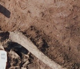 Nová genetická studie odhaluje pravěké kořeny Finů, Estonců a Maďarů