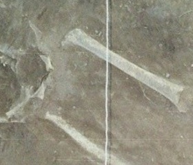 Nová genetická studie odhaluje pravěké kořeny Finů, Estonců a Maďarů