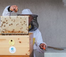 Stáčení medu na LF&nbsp;OU 2026