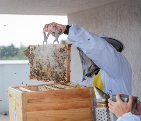 Stáčení medu na LF&nbsp;OU 2026