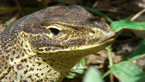 Varanus gouldii dorůstá délky 1,5 mCopyright: Ostravská univerzita v Ostravě, foto: Zdeněk Ďuriš