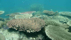 Diskovité formy korálů AcroporaCopyright: Ostravská univerzita v Ostravě, foto: Zdeněk Ďuriš