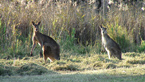 Klokan veliký, BrisbaneCopyright: Ostravská univerzita v Ostravě, foto: Zdeněk Ďuriš