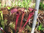 Špirlice Sarracenia flava var. ornata X S. oreophila