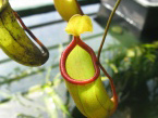 Láčka Nepenthes ventricosa  X N. inermis