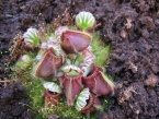 Láčkovice Cephalotus follicularis