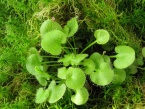 Pralesní australská rosnatka Drosera prolifera