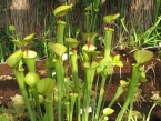 Sarracenia flava var. cuprea