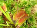 Dionaea muscipula