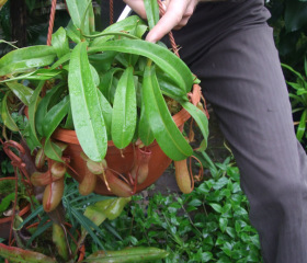 Botanická zahrada Přírodovědecké fakulty se otevřela i školákůmCopyright: Marie Opálková