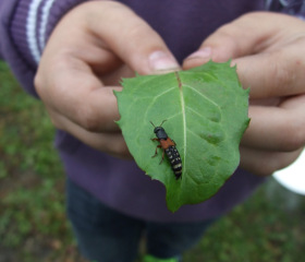 Botanická zahrada Přírodovědecké fakulty se otevřela i školákůmCopyright: Marie Opálková